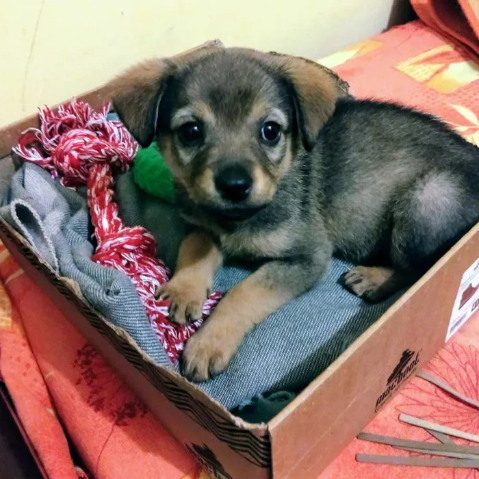 Cachorro ra a Indefinido idade 2 a 6 meses nome Sofia