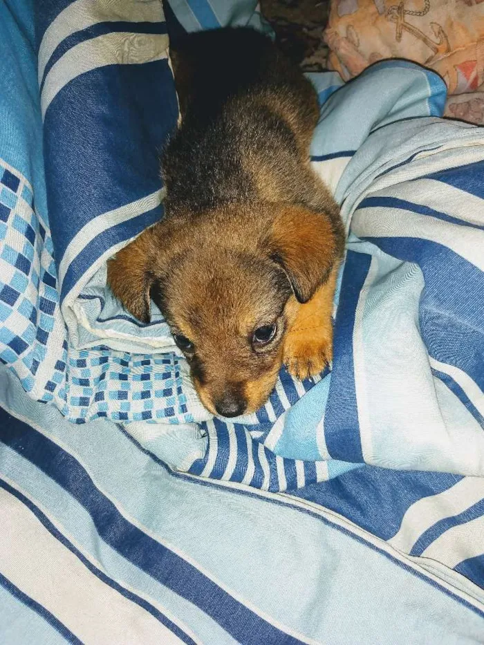 Cachorro ra a Indefinido idade 2 a 6 meses nome Sofia