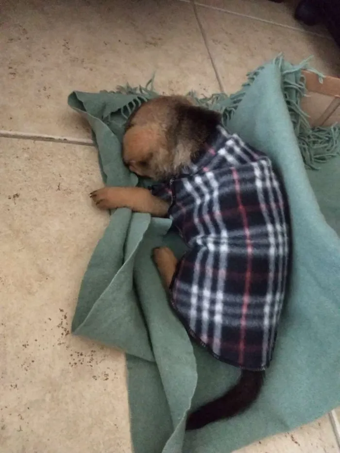 Cachorro ra a Indefinido idade 2 a 6 meses nome Sofia