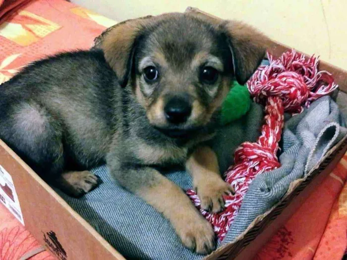 Cachorro ra a Indefinido idade 2 a 6 meses nome Sofia