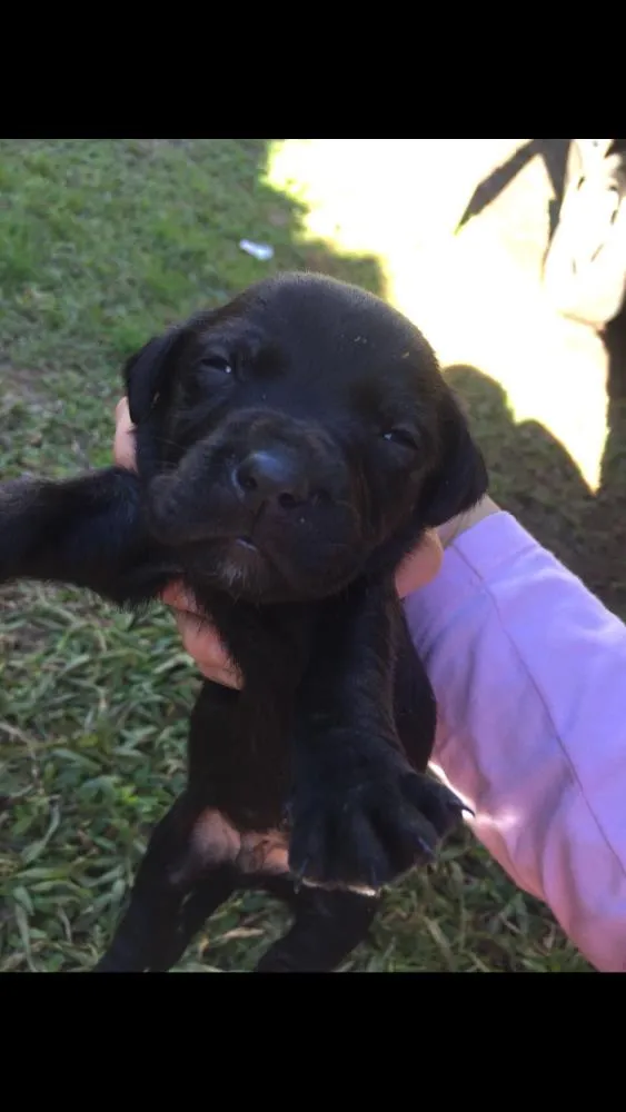 Cachorro ra a Lavrador  idade Abaixo de 2 meses nome Eles não tem nome