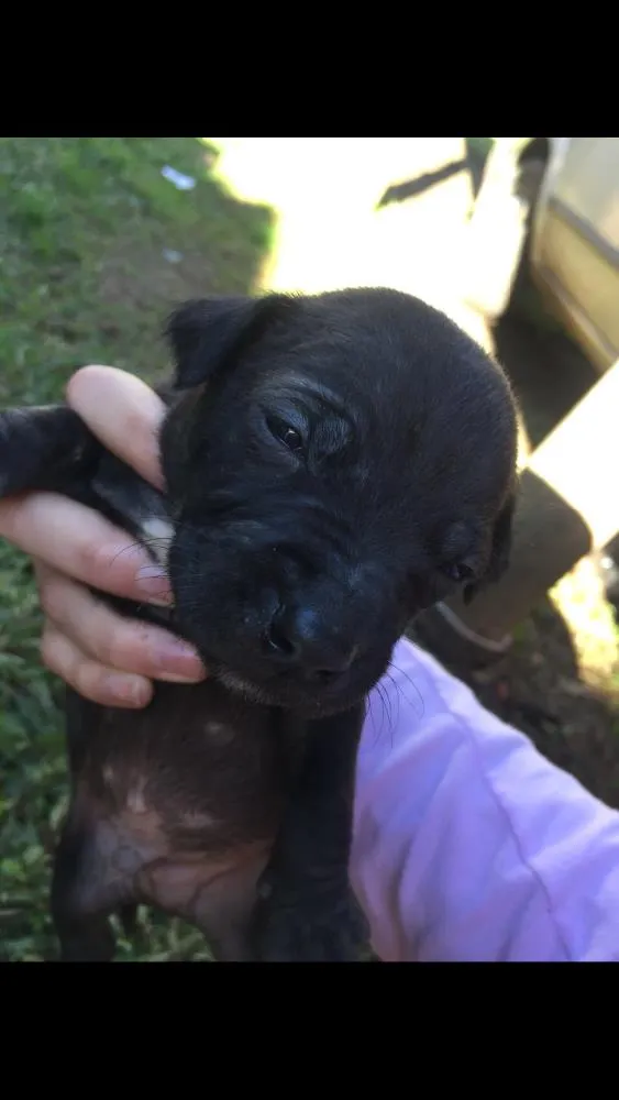 Cachorro ra a Lavrador  idade Abaixo de 2 meses nome Eles não tem nome