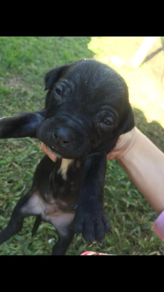 Cachorro ra a Lavrador  idade Abaixo de 2 meses nome Eles não tem nome