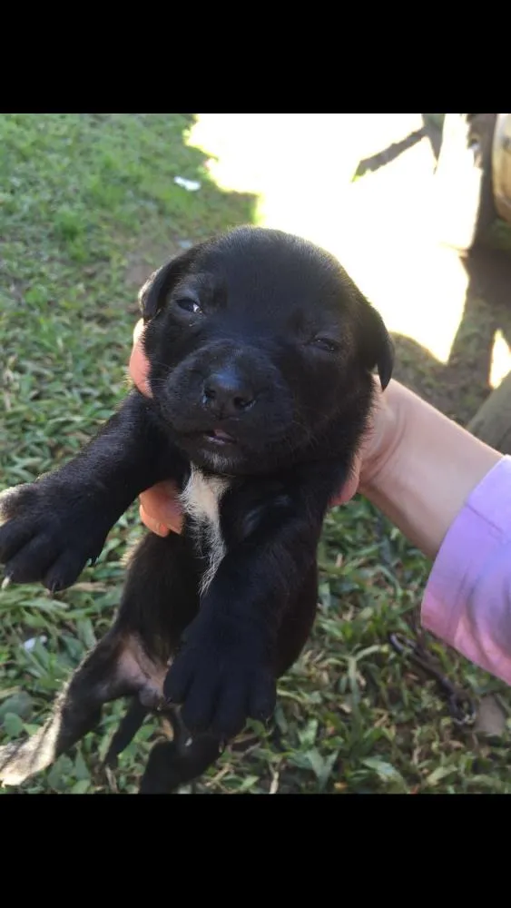 Cachorro ra a Lavrador  idade Abaixo de 2 meses nome Eles não tem nome