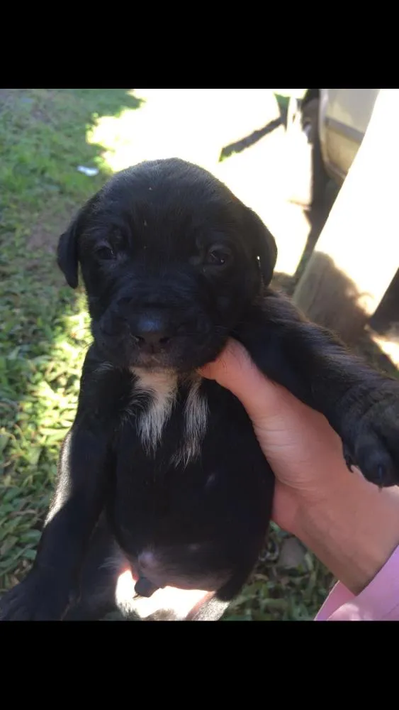 Cachorro ra a Lavrador  idade Abaixo de 2 meses nome Eles não tem nome