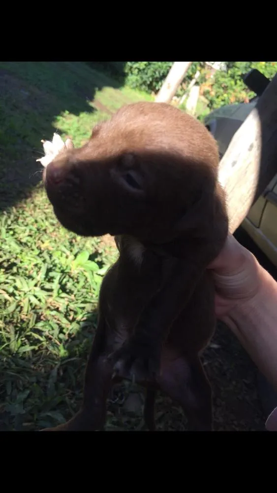 Cachorro ra a Lavrador  idade Abaixo de 2 meses nome Eles não tem nome