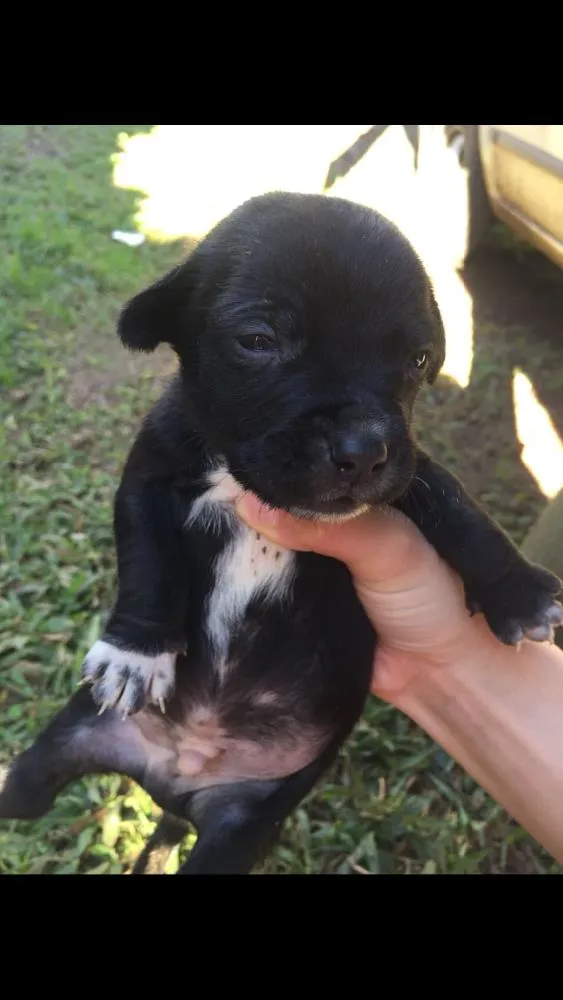 Cachorro ra a Lavrador  idade Abaixo de 2 meses nome Eles não tem nome