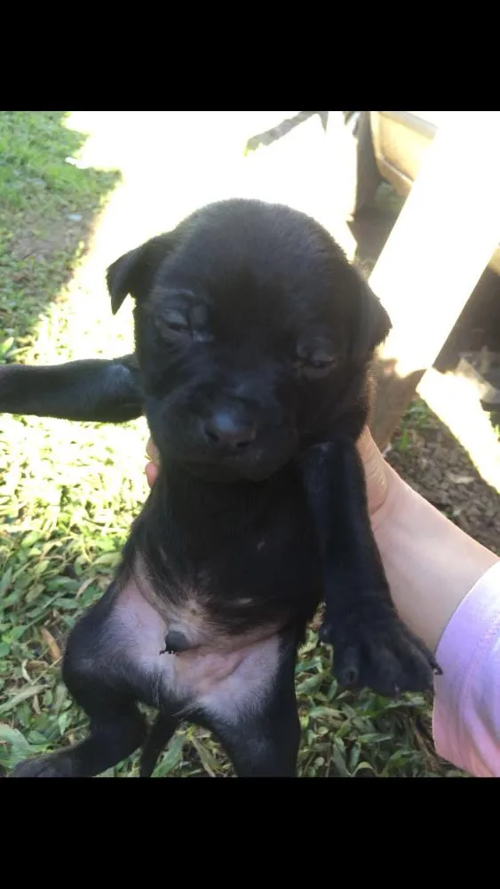 Cachorro ra a Lavrador  idade Abaixo de 2 meses nome Eles não tem nome