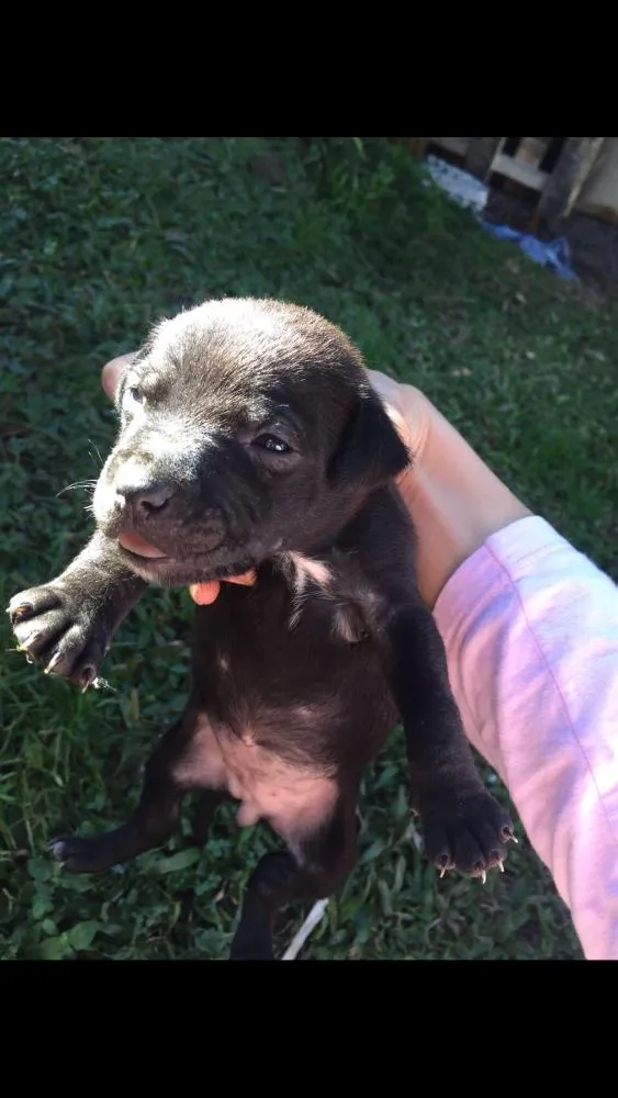 Cachorro ra a Lavrador  idade Abaixo de 2 meses nome Eles não tem nome