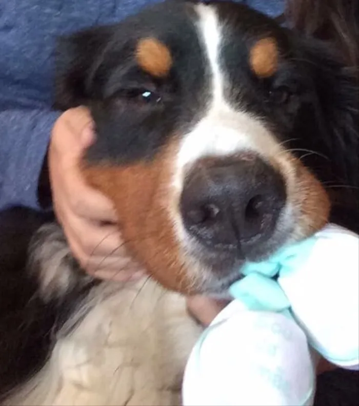 Cachorro ra a Bernese Mountain Dog idade 2 anos nome Baltazar