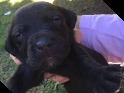 Cachorro raça Lavrador  idade Abaixo de 2 meses nome Eles não tem nome