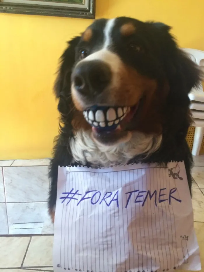Cachorro ra a Bernese Mountain Dog idade 2 anos nome Baltazar
