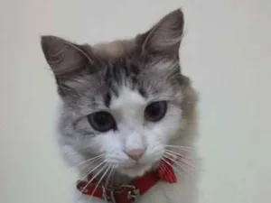 Gato raça Vira lata idade 2 anos nome Geralda