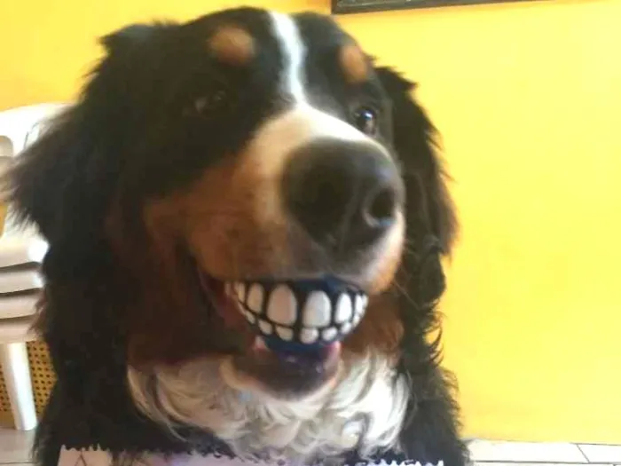 Cachorro ra a Bernese Mountain Dog idade 2 anos nome Baltazar