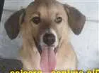 Cachorro raça Sem raça  idade 7 a 11 meses nome Bwbê