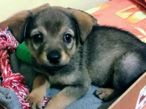 Cachorro raça Indefinido idade 2 a 6 meses nome Sofia