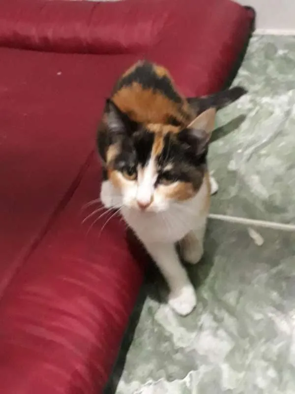 Gato ra a SRD idade 2 a 6 meses nome sem nome