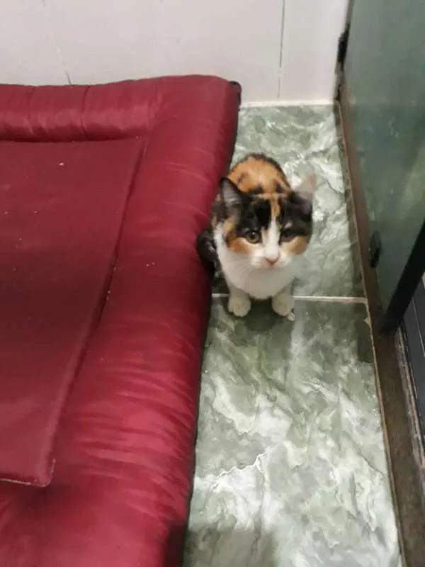 Gato ra a SRD idade 2 a 6 meses nome sem nome