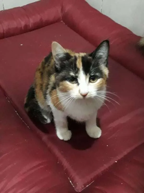 Gato ra a SRD idade 2 a 6 meses nome sem nome