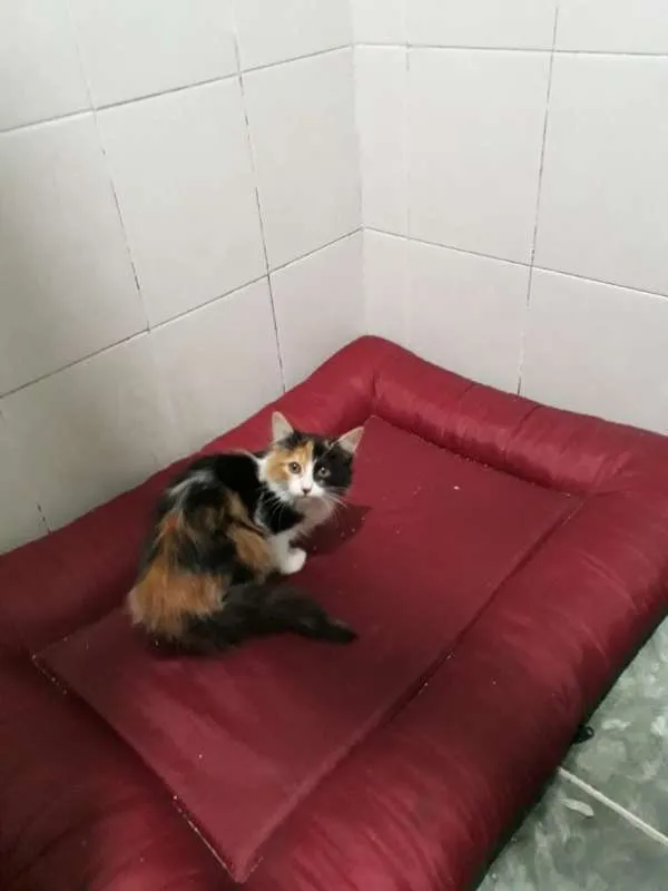Gato ra a SRD idade 2 a 6 meses nome sem nome