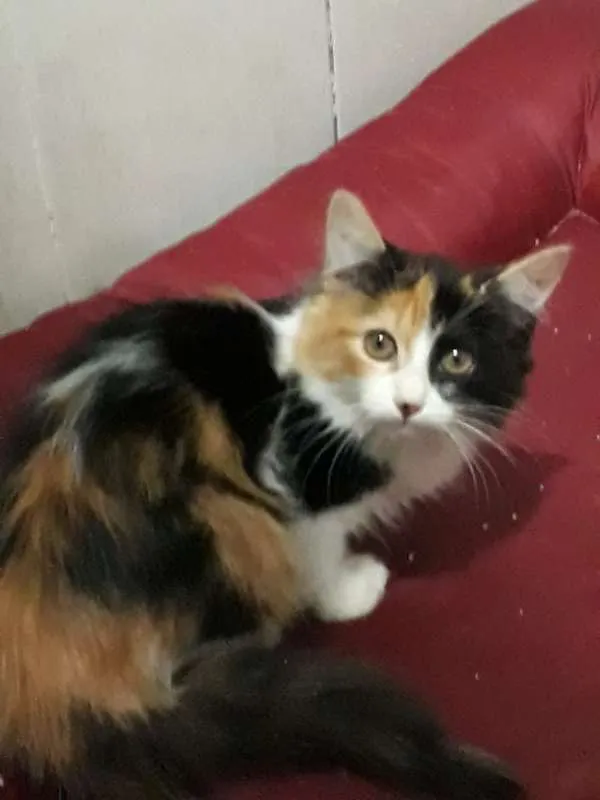 Gato ra a SRD idade 2 a 6 meses nome sem nome