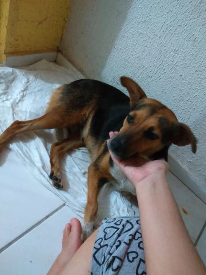 Cachorro ra a Indefinida idade 2 anos nome Pequim