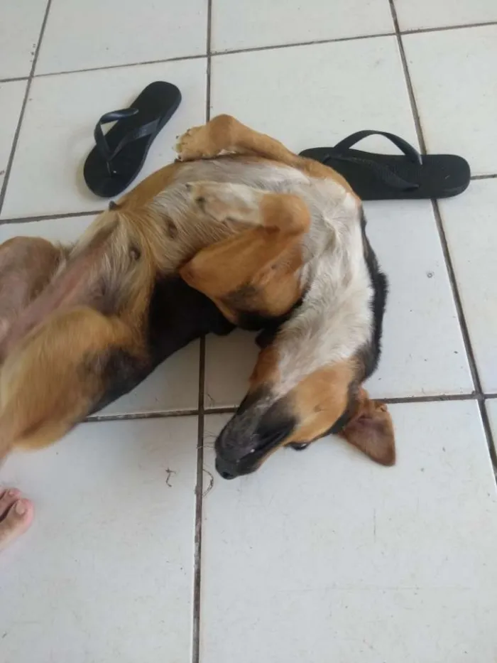 Cachorro ra a Indefinida idade 2 anos nome Pequim