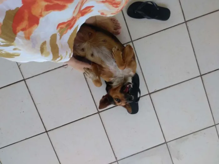 Cachorro ra a Indefinida idade 2 anos nome Pequim