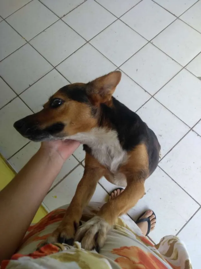 Cachorro ra a Indefinida idade 2 anos nome Pequim