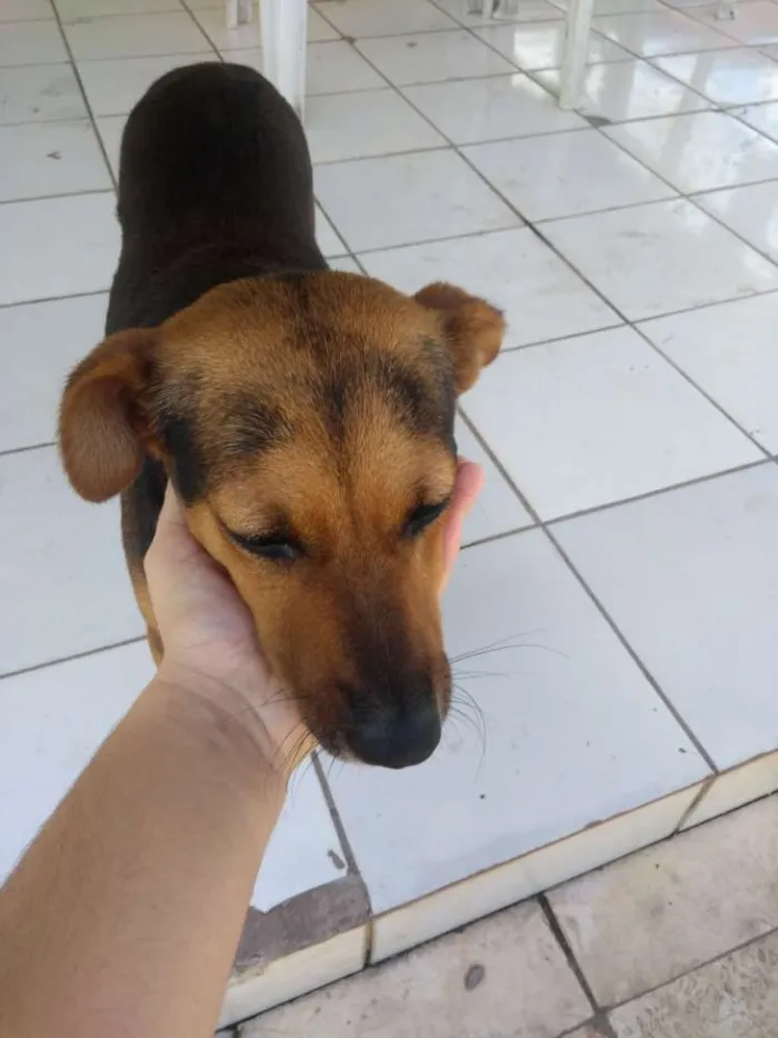 Cachorro ra a Indefinida idade 2 anos nome Pequim