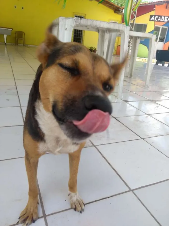 Cachorro ra a Indefinida idade 2 anos nome Pequim