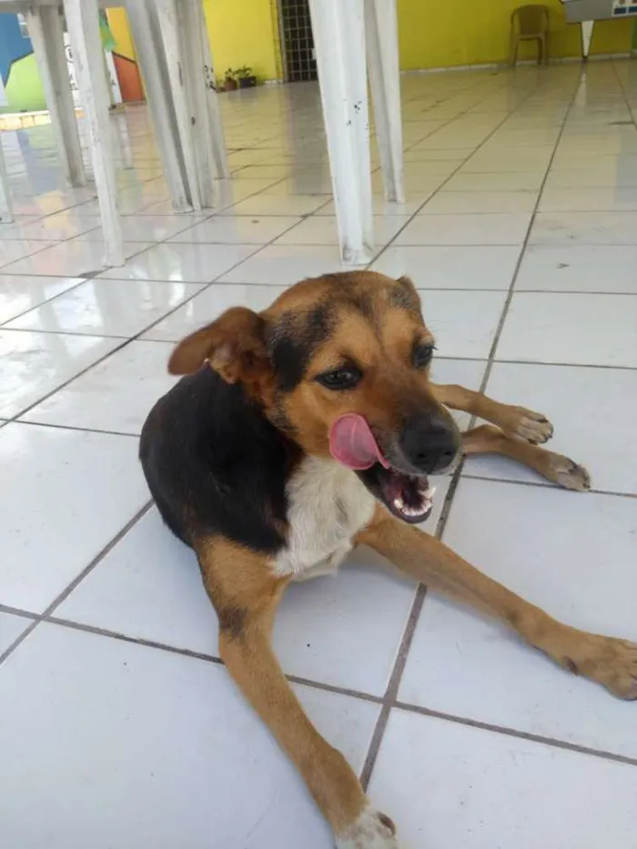 Cachorro ra a Indefinida idade 2 anos nome Pequim