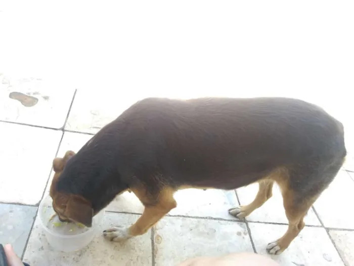 Cachorro ra a Indefinida idade 2 anos nome Pequim