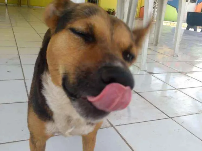 Cachorro ra a Indefinida idade 2 anos nome Pequim