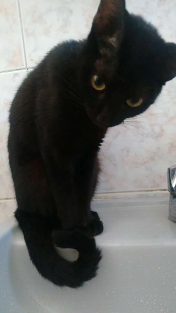 Gato ra a Nao sei idade 7 a 11 meses nome Sem nome