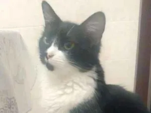 Gato raça Nao sei idade 7 a 11 meses nome Sem nome