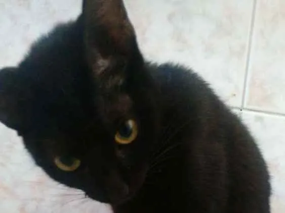 Gato ra a Nao sei idade 7 a 11 meses nome Sem nome