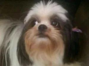 Cachorro raça Shitzu idade 6 ou mais anos nome Nina