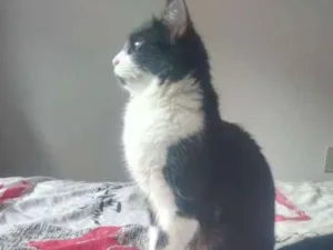 Gato raça Nao sei idade 7 a 11 meses nome Pretinha e Malhadinh