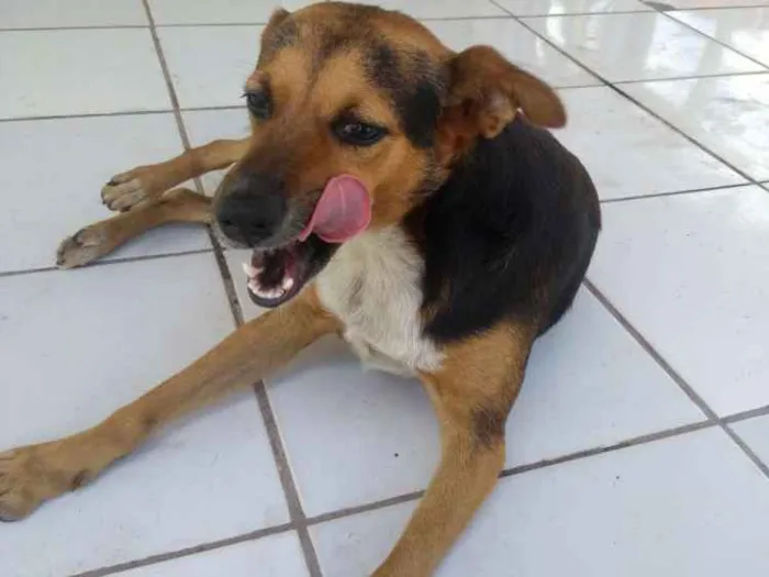 Cachorro ra a Indefinida idade 2 anos nome Pequim