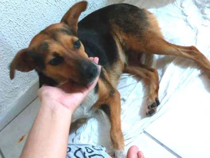 Cachorro ra a Indefinida idade 2 anos nome Pequim