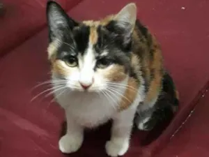 Gato raça SRD idade 2 a 6 meses nome sem nome