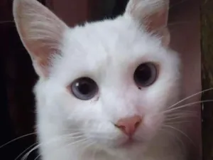 Gato raça Branca  idade 7 a 11 meses nome Pelúcia 