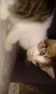 Kiko