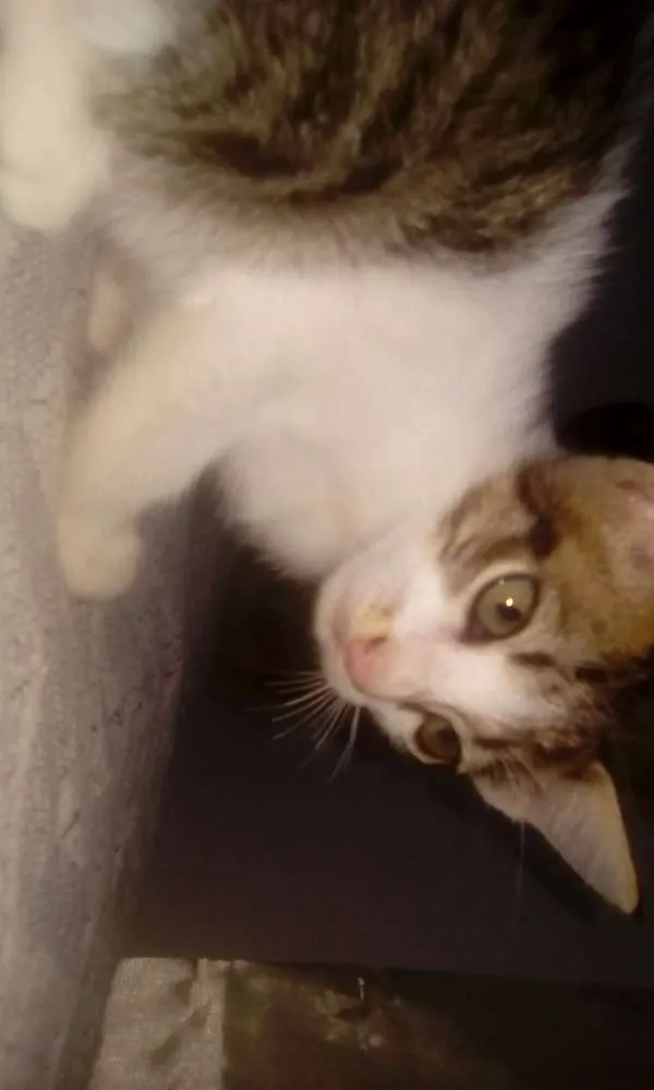 Gato raça Mesclado idade Abaixo de 2 meses nome Kiko