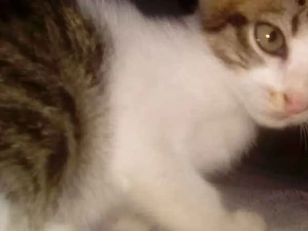 Gato raça Mesclado idade Abaixo de 2 meses nome Kiko