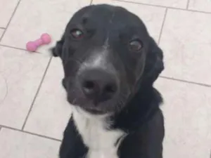 Cachorro raça Srd idade 7 a 11 meses nome Laura