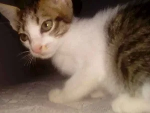 Gato raça Mesclado idade Abaixo de 2 meses nome Kiko