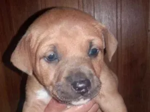 Cachorro raça Pitbull e Vira lata idade 2 a 6 meses nome Não tem 
