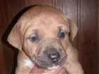 Cachorro raça Pitbull e Vira lata idade 2 a 6 meses nome Não tem 